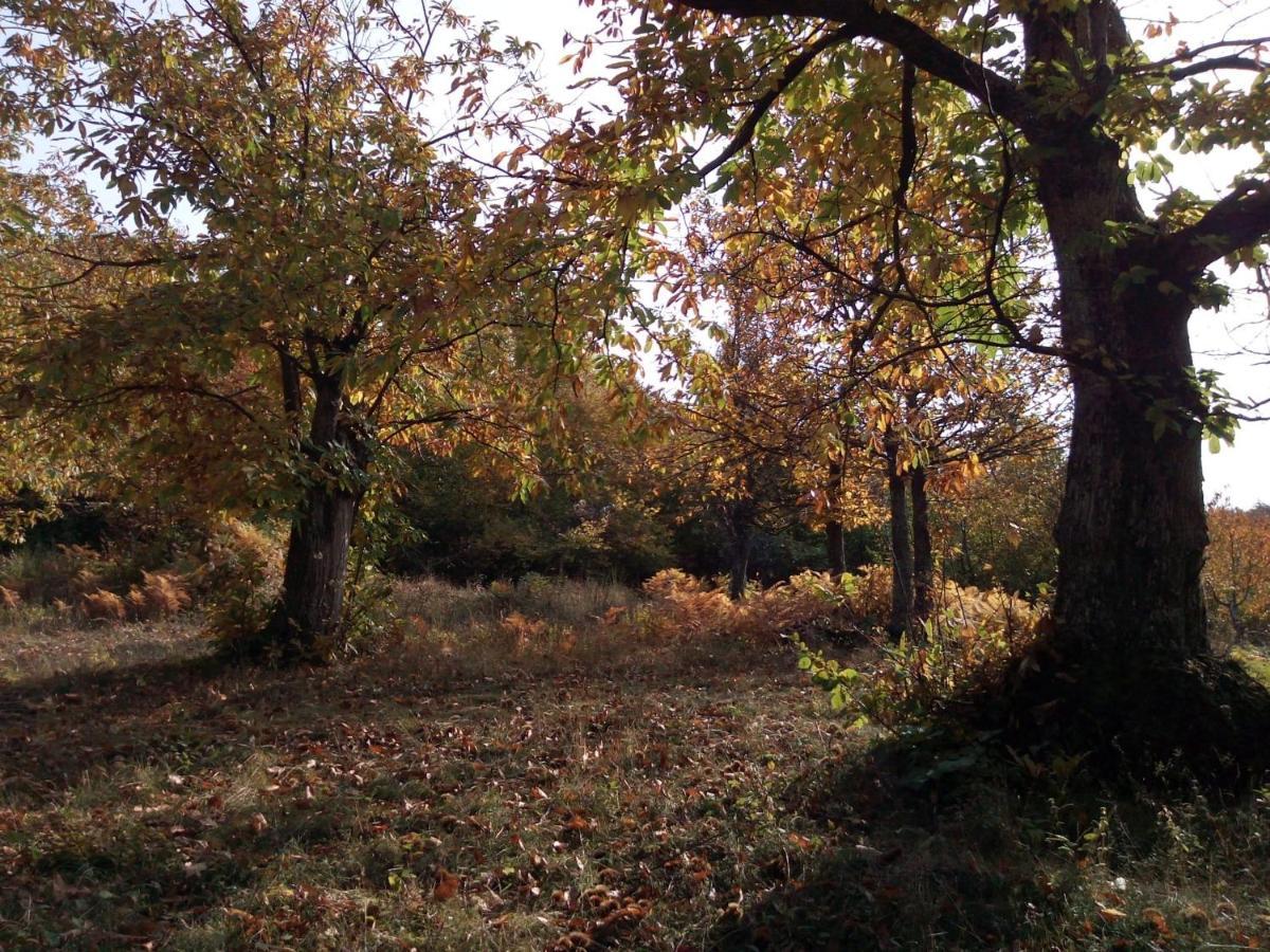 Casa Nel Bosco, Appennino Tosco Emiliano Διαμέρισμα Camugnano Εξωτερικό φωτογραφία